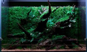 Emerald Wilds - Aqua Plants Hub