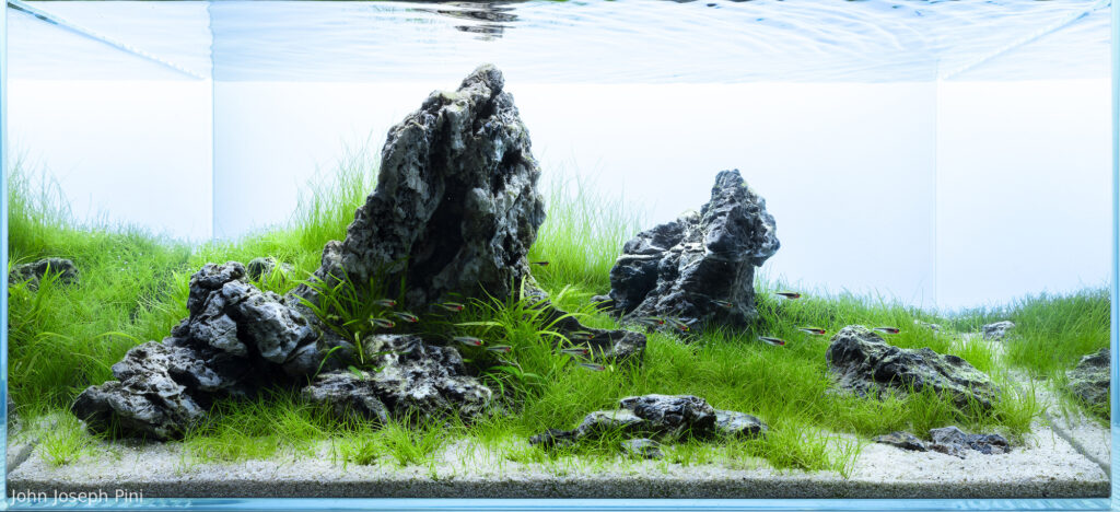 Enduring Grace - Aqua Plants Hub