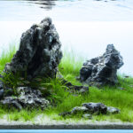 Enduring Grace - Aqua Plants Hub