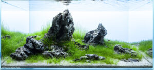 Enduring Grace - Aqua Plants Hub