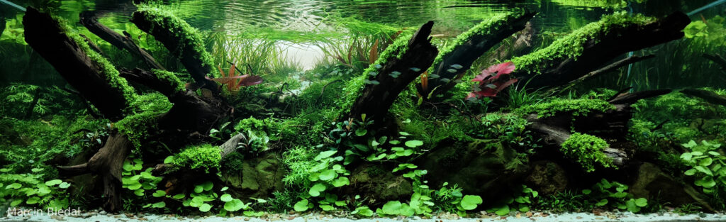 Escaping from the Sunrise - Aqua Plants Hub