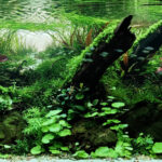 Escaping from the Sunrise - Aqua Plants Hub