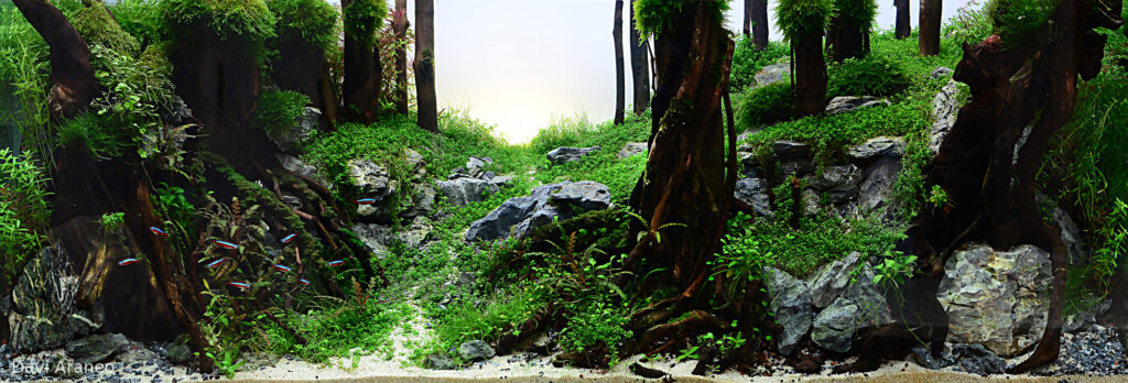 Eternal - Aqua Plants Hub