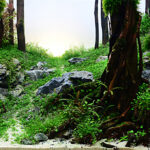 Eternal - Aqua Plants Hub