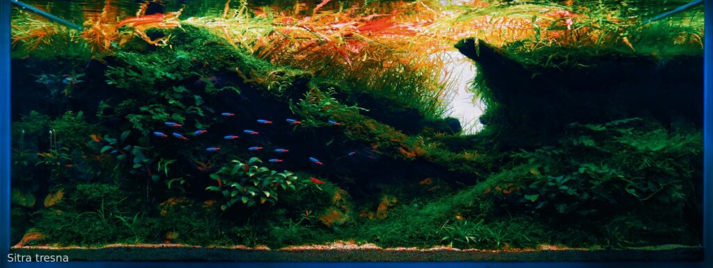 Ethereal - Ethereal (AGA 2025 #1397) - Aqua Plants Hub