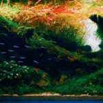 Ethereal - Ethereal (AGA 2025 #1397) - Aqua Plants Hub
