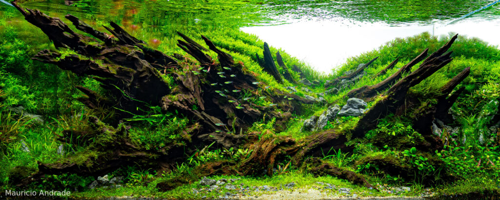 Ethereal - Ethereal (AGA 2025 #1178) - Aqua Plants Hub