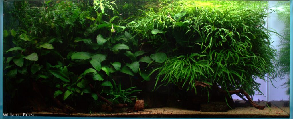 Fern Vs Fern - Aqua Plants Hub
