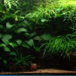 Fern Vs Fern - Aqua Plants Hub