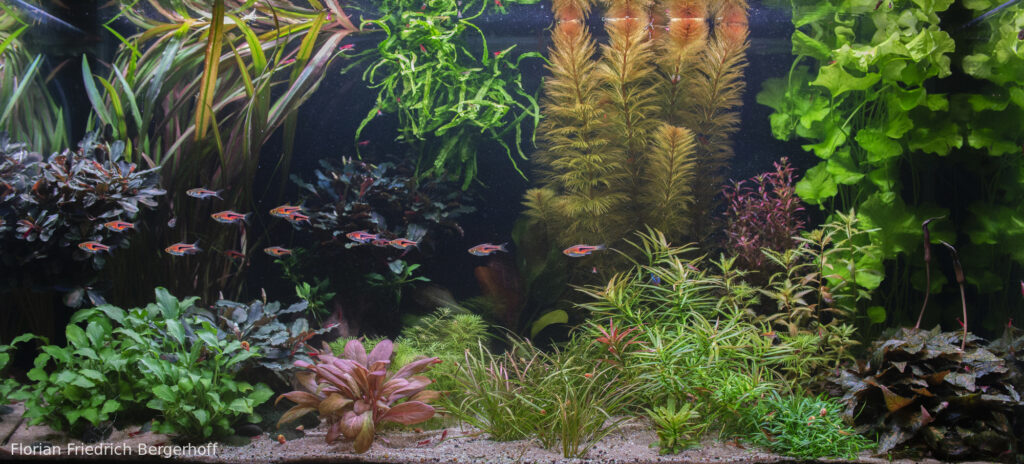 Fitzcarraldo - Aqua Plants Hub