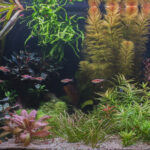 Fitzcarraldo - Aqua Plants Hub
