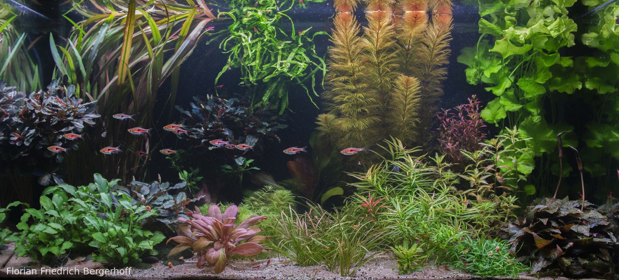 Fitzcarraldo - Aqua Plants Hub