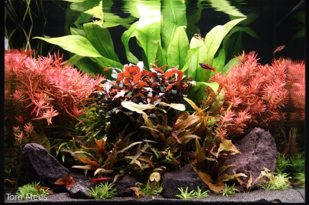 Flame Beneath the Canopy - Aqua Plants Hub
