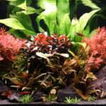 Flame Beneath the Canopy - Aqua Plants Hub