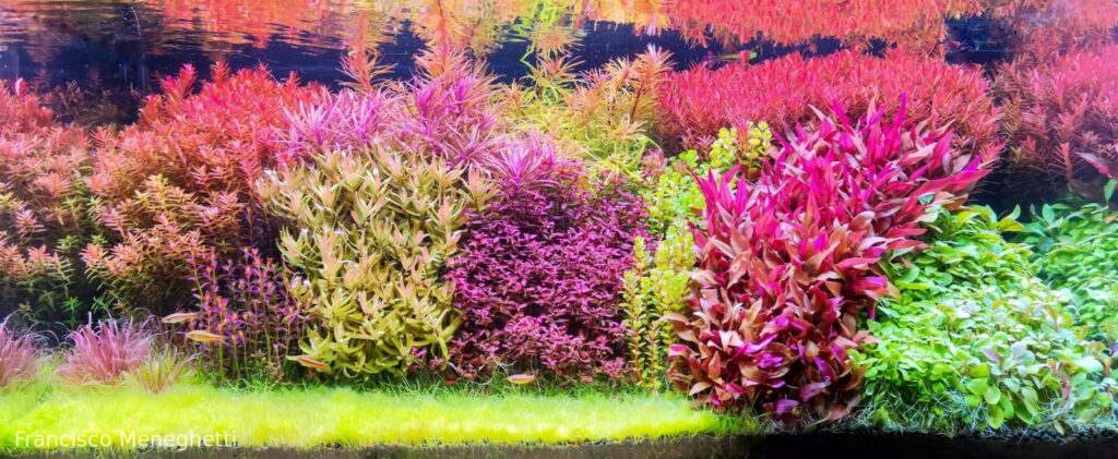 Flora pacis - Aqua Plants Hub