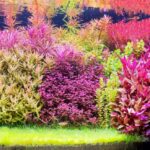 Flora pacis - Aqua Plants Hub