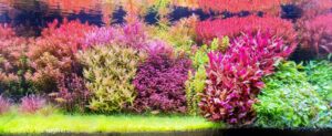 Flora pacis - Aqua Plants Hub