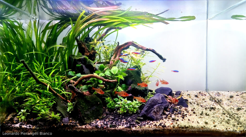 Flow - Flow (AGA 2025 #1218) - Aqua Plants Hub