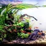 Flow - Flow (AGA 2025 #1218) - Aqua Plants Hub