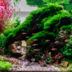 Flow - Flow (AGA 2025 #1197) - Aqua Plants Hub