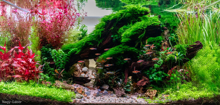 Flow (AGA 2025 #1197)