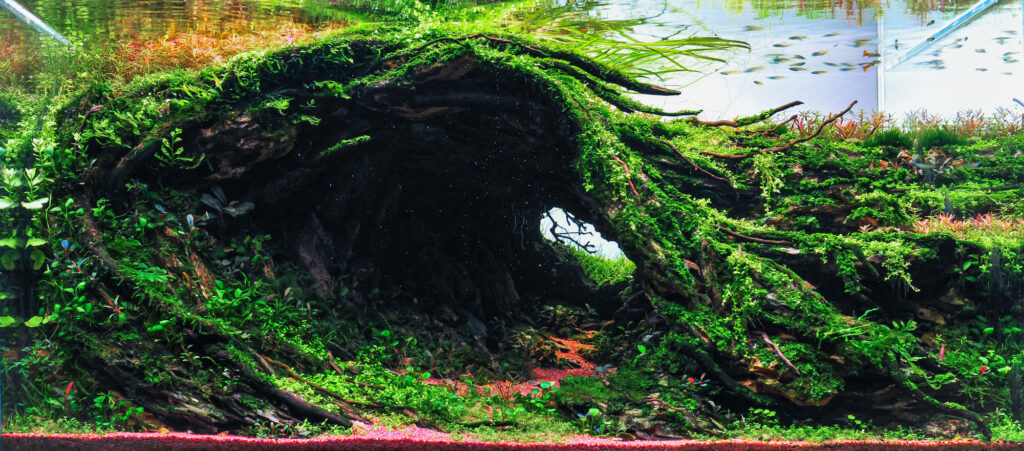 Flow - Flow (AGA 2025 #1075) - Aqua Plants Hub