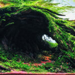 Flow - Flow (AGA 2025 #1075) - Aqua Plants Hub