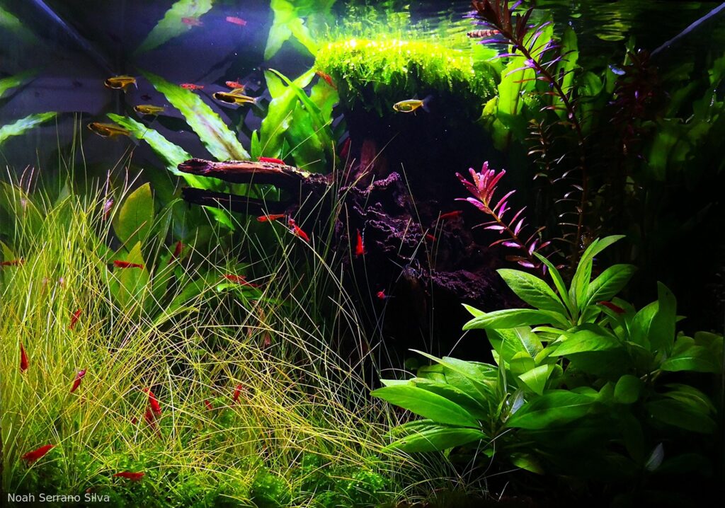 Flow of Nature - Flow of Nature (AGA 2025 #1388) - Aqua Plants Hub