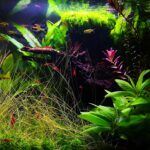 Flow of Nature - Flow of Nature (AGA 2025 #1388) - Aqua Plants Hub