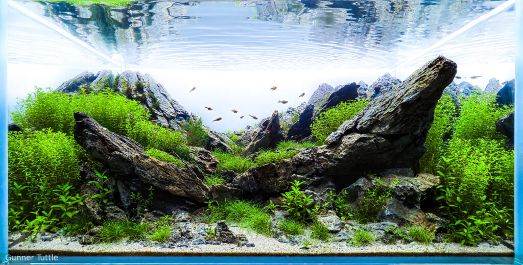 Footprints of Glaciers - Aqua Plants Hub