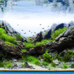 Footprints of Glaciers - Aqua Plants Hub