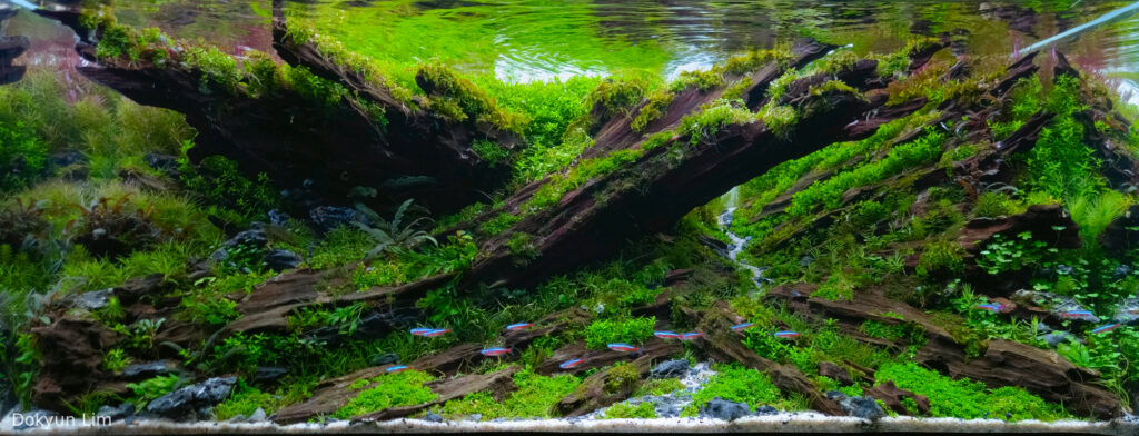 Forest Of Fading time - Aqua Plants Hub