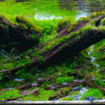 Forest Of Fading time - Aqua Plants Hub