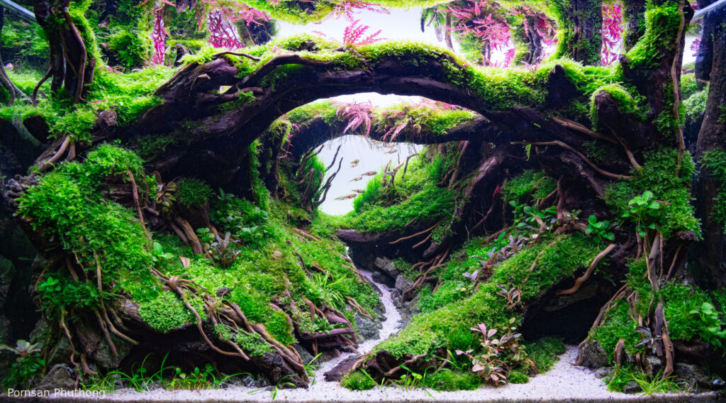 Forest Origins - Aqua Plants Hub