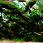 Forest crossroad - Aqua Plants Hub
