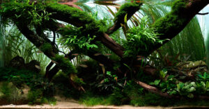 Forest crossroad - Aqua Plants Hub