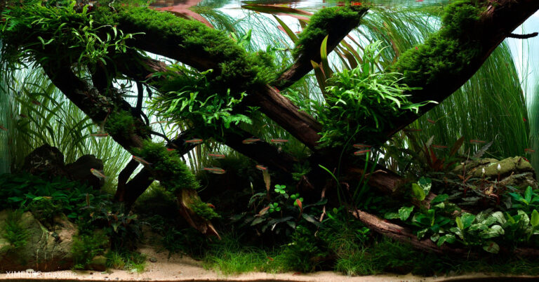 Forest crossroad