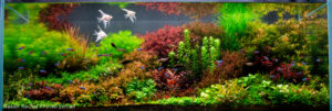 Forgotten garden of Chiveve - Aqua Plants Hub