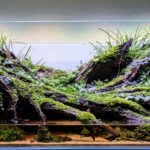 Fountain of Life - Aqua Plants Hub