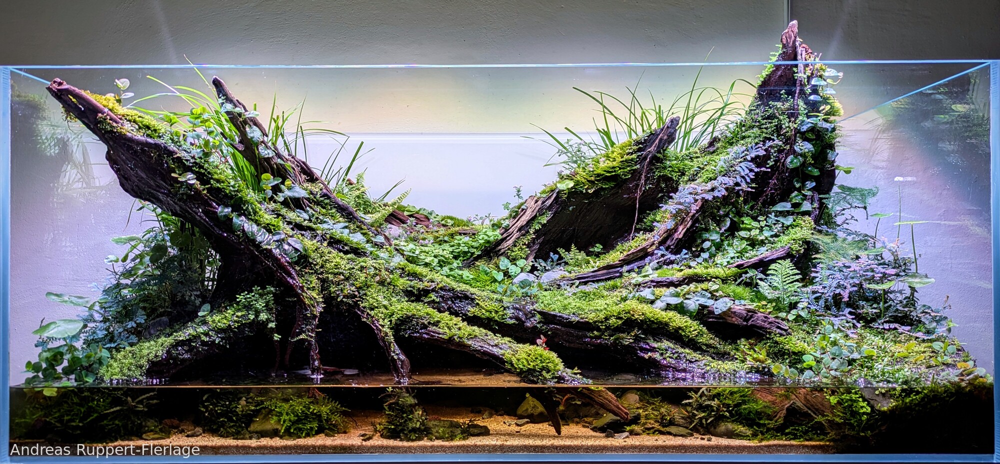 Fountain of Life - Aqua Plants Hub