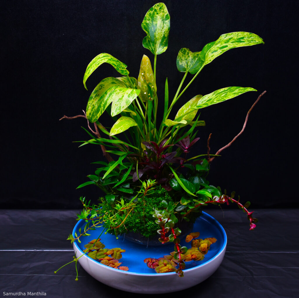 Freedom - Aqua Plants Hub