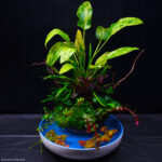 Freedom - Aqua Plants Hub