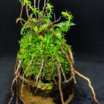GAIA - Aqua Plants Hub