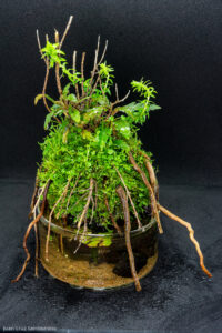 GAIA - Aqua Plants Hub