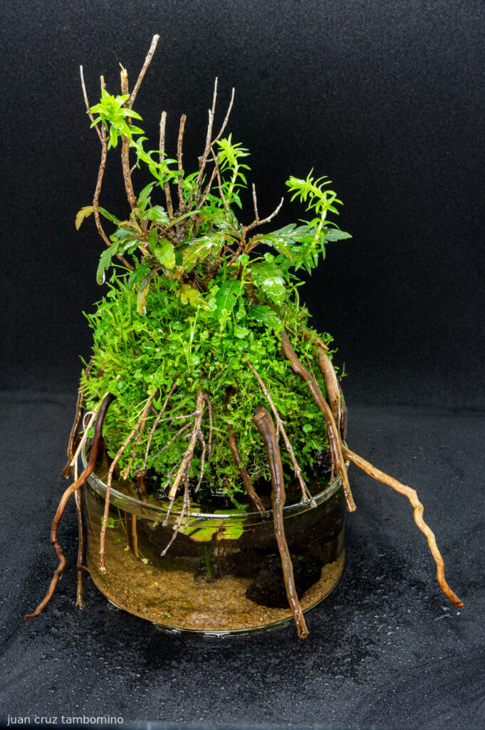 GAIA - Aqua Plants Hub