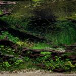 Galaxy - Aqua Plants Hub