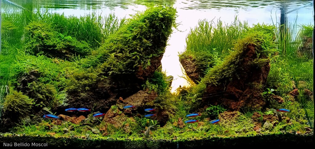 Garden - Garden (AGA 2025 #1323) - Aqua Plants Hub