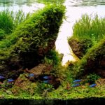 Garden - Garden (AGA 2025 #1323) - Aqua Plants Hub