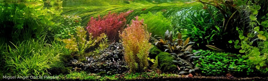 Garden of Emeralds - Aqua Plants Hub