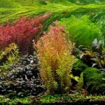 Garden of Emeralds - Aqua Plants Hub